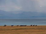 Пастух и стадо, Кыргызстан